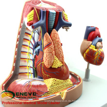 HEART14 (12490) Menschliches mediastinales Atmungssystem-Modell mit Herz-Anatomie für Herz-Doktoren
